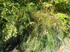 Carex interrupta