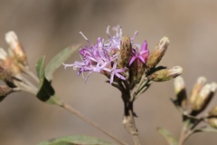Vernonanthura squamulosa