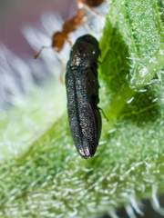 Paragrilus rugatulus