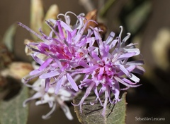 Vernonanthura squamulosa