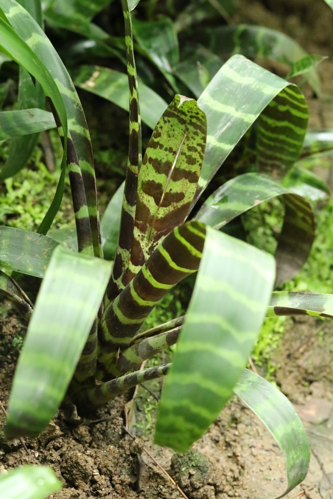 Врієзія — Lutheria splendens