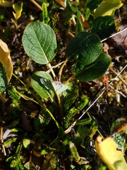 Salix stolonifera