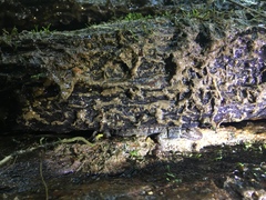 Desmognathus amphileucus