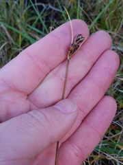 Juncus castaneus