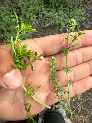 iNaturalist observation photo of Veiny Pepperweed