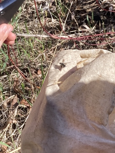 Unknown species found near Caribou-Targhee National Forest, Pocatello, ID, US