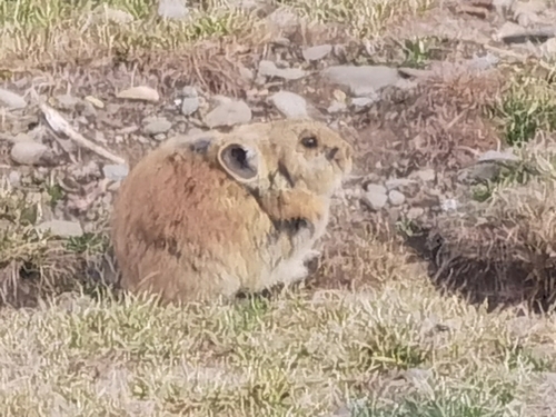 Black-lipped Pika