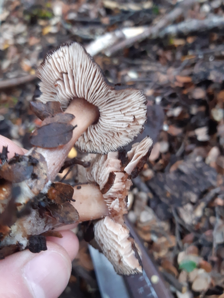 Rhodocollybia purpurata · May 2025 · photo: © georgecox (iNaturalist, cc0)