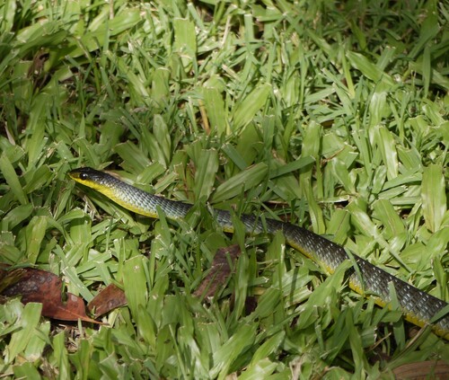 Common Tree Snake sighting
