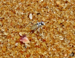 Cylindera nivea