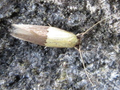 Opogona nipponica