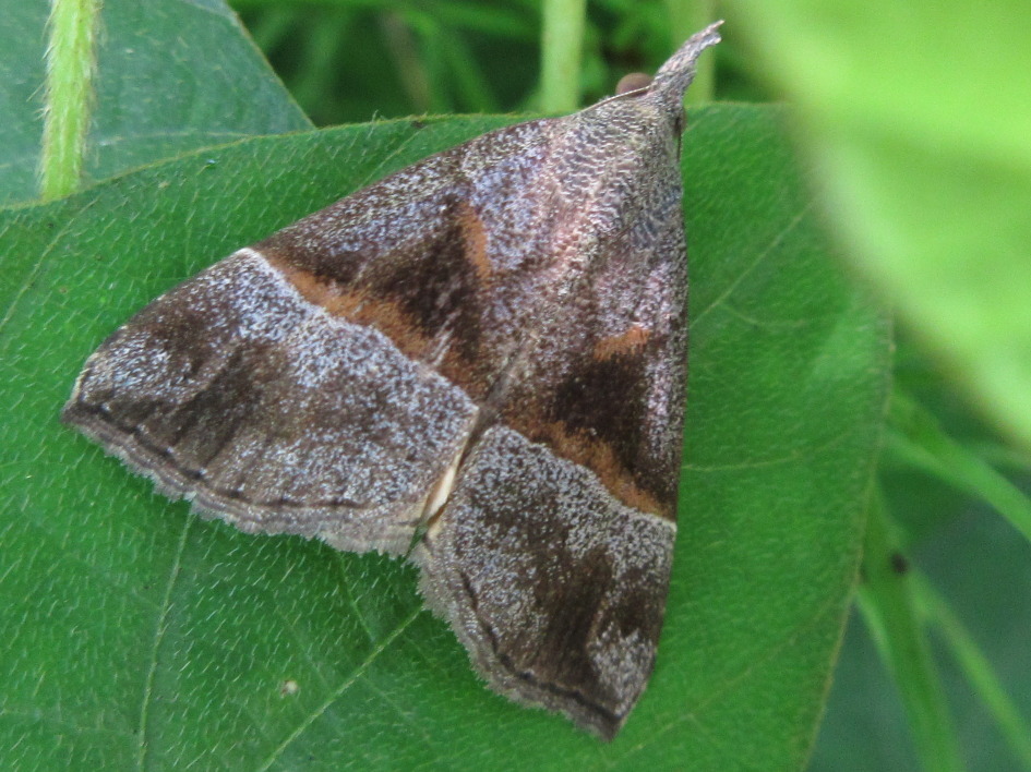 Hypena amica