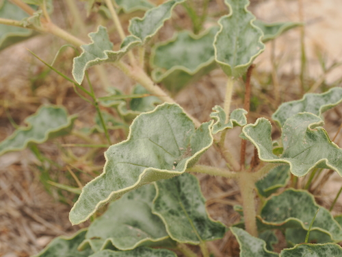 Image of Nyctaginia capitata by (c) Joseph Aubert, some rights reserved (CC BY)