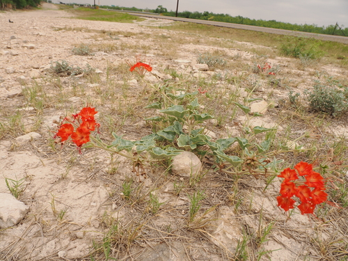 Image of Nyctaginia capitata by (c) Joseph Aubert, some rights reserved (CC BY)