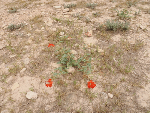 Image of Nyctaginia capitata by (c) Joseph Aubert, some rights reserved (CC BY)