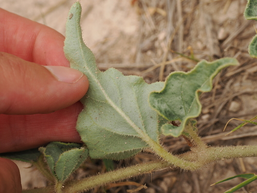 Image of Nyctaginia capitata by (c) Joseph Aubert, some rights reserved (CC BY)