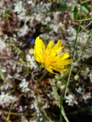 Microseris borealis