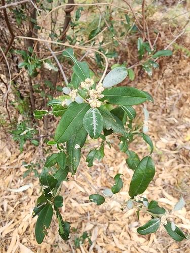 Image of Spyridium globulosum by (c) Belinda Forbes, some rights reserved (CC BY)