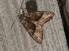 Phlogophora