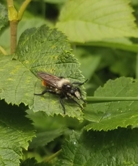 Laphria janus
