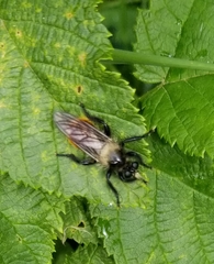 Laphria janus