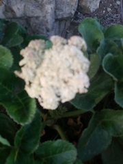 Angelica hendersonii