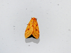 Lophocampa annulosa