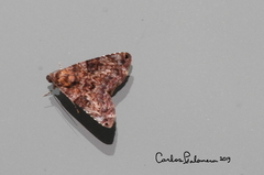 Coenipeta bibitrix