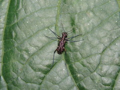 Odontocheila nodicornis