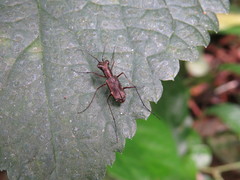 Odontocheila nodicornis