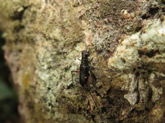 Odontocheila nodicornis