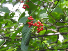 Viburnum wrightii