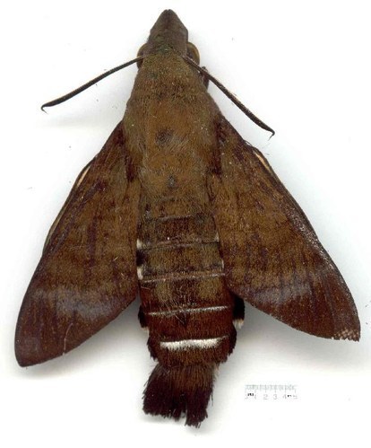 Macroglossum micacea