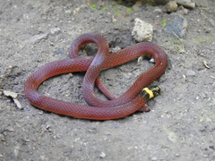 Tantilla