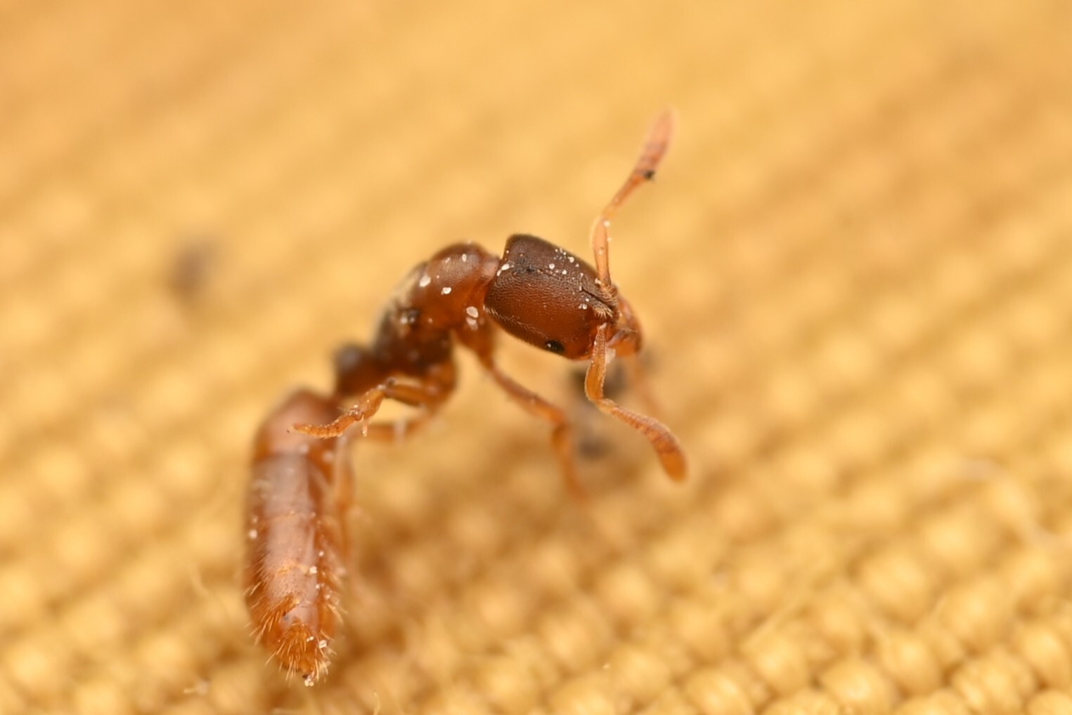 Iroponera odax