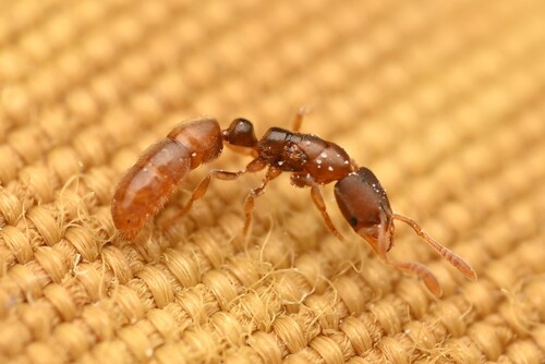 Iroponera odaxIroponera odax