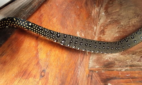 Diamond Python sighting