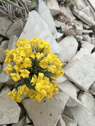Dudley Bluffs bladderpod (Physaria congesta)