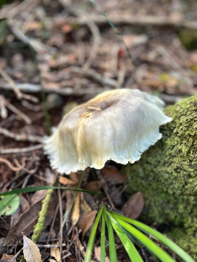 Omphalotus nidiformis · April 2025 · photo: © a_teitzel (iNaturalist, cc-by)