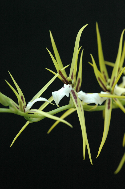 Brassia signata