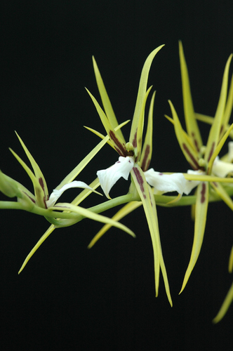 Signed Brassia
