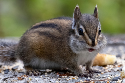 Townsend's Chipmunk, Sandy, OR, USA, photo 8 of 10