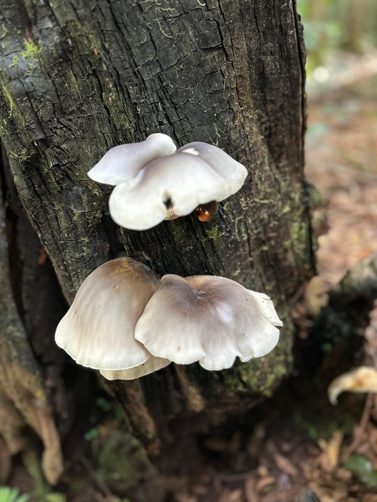 Omphalotus nidiformis · April 2025 · photo: © a_teitzel (iNaturalist, cc-by)