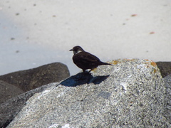 Cinclodes nigrofumosus