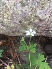 Geranium wislizeni