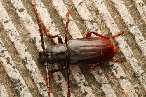 Dorysthenes fossatus