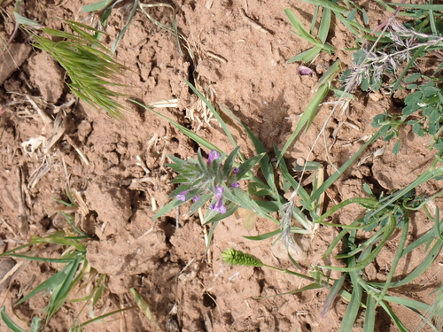 Image of Ziziphora tenuior by no rights reserved
