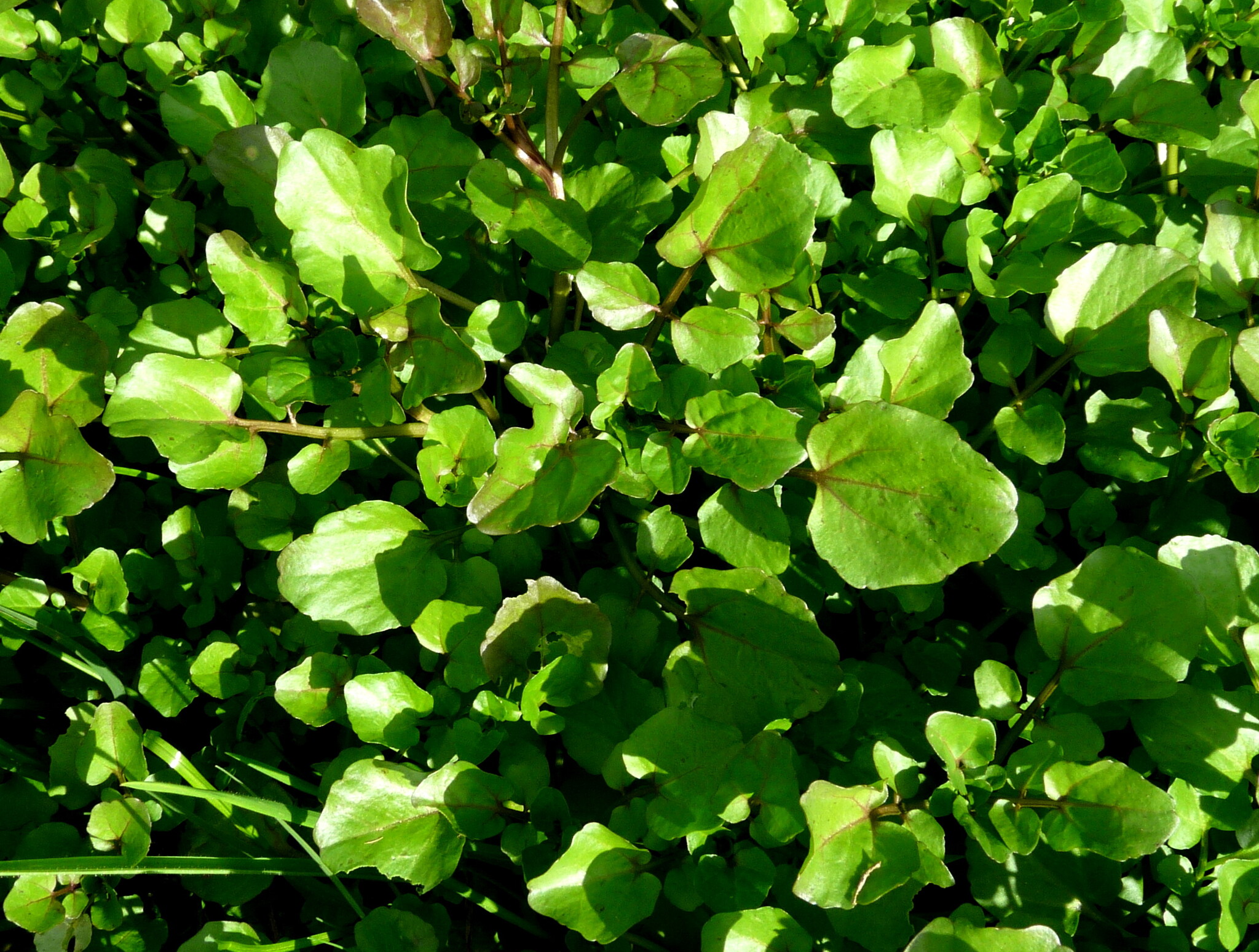 Imagem de Agrião-selvagem