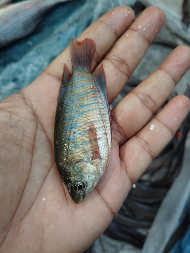 Banded Gourami