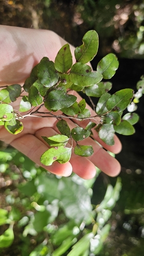 Nothofagus × apiculata (Nothofagus × apiculata)